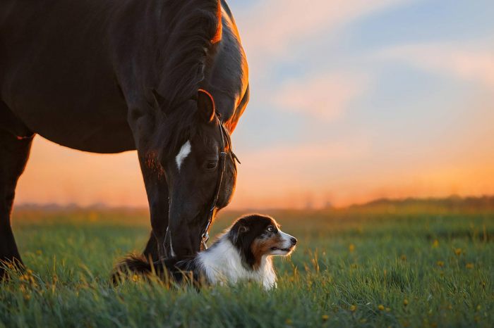 The Best Dogs For Horse Lovers