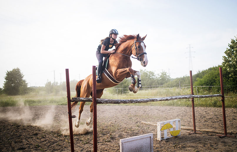 How To Train A Racehorse: A Beginner's Guide