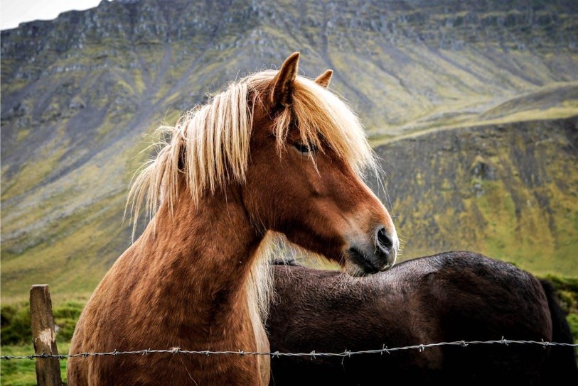 Essential Tools for Maintaining Safe Horse Fencing