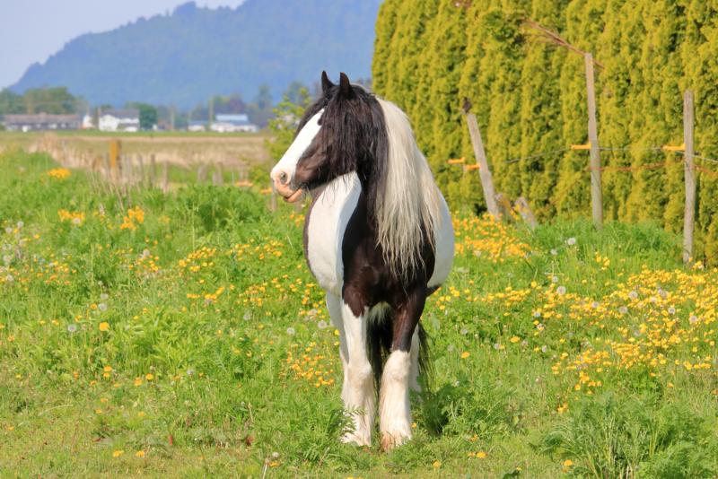 The Clydesdale Horse: Australia's Magnificent Heritage Breed