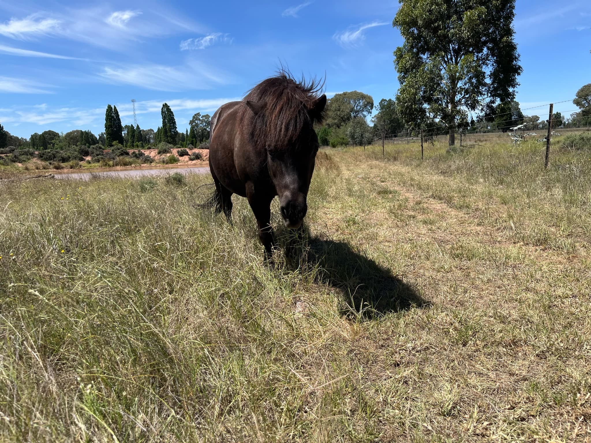 Horse and Pony pair — photo 3 of 5