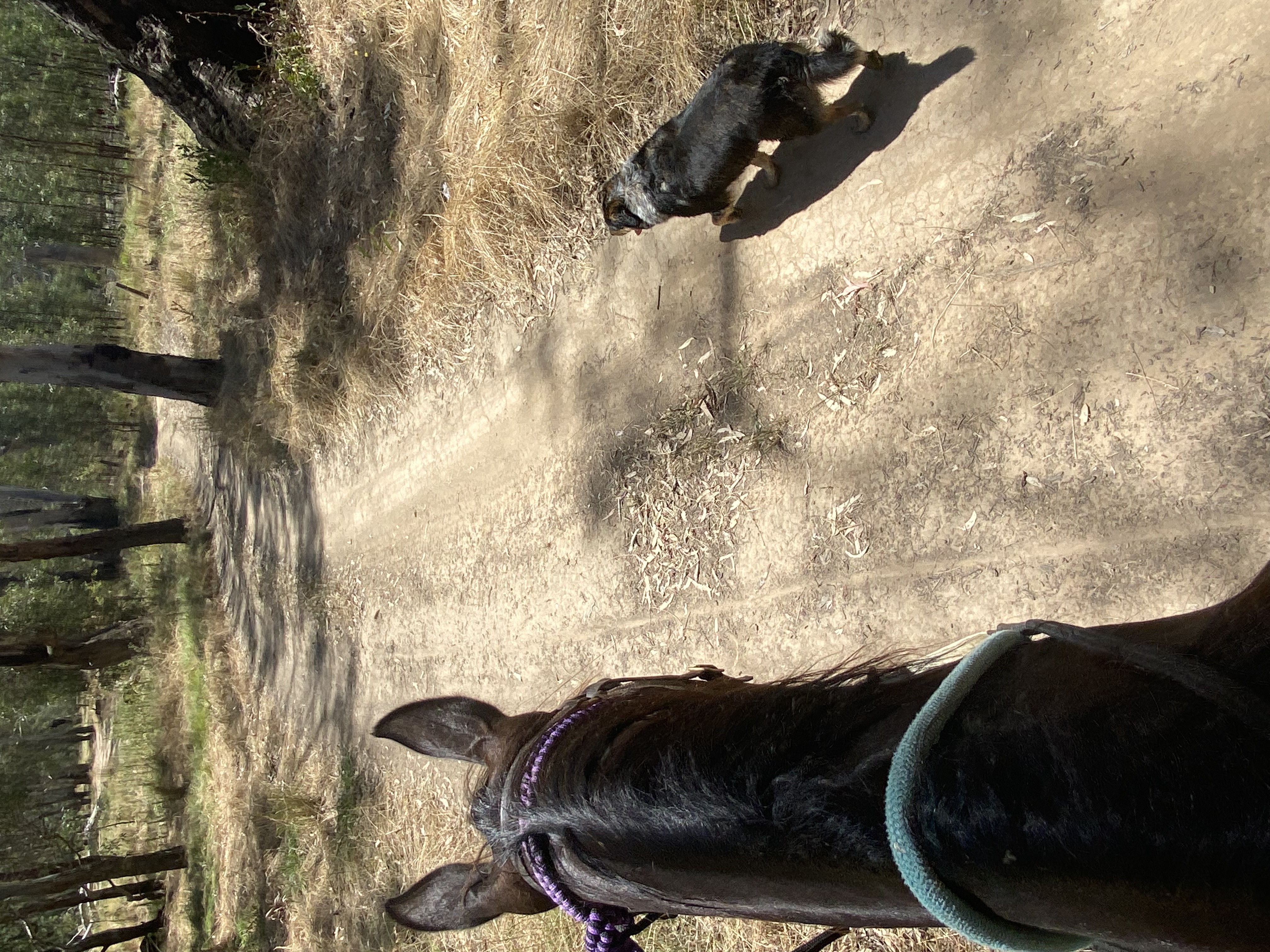 Quiet standardbred gelding — photo 3 of 3