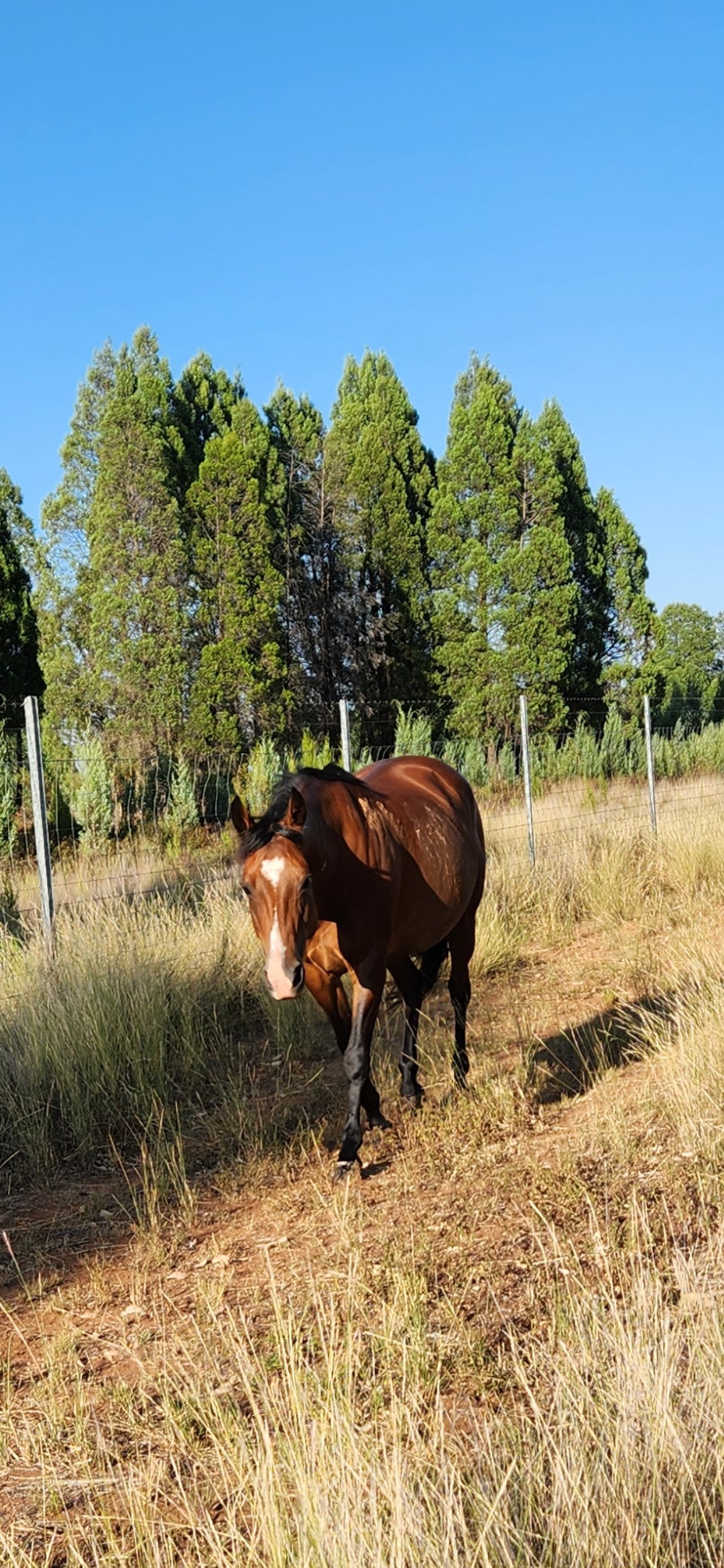 Horse and Pony pair — photo 2 of 5