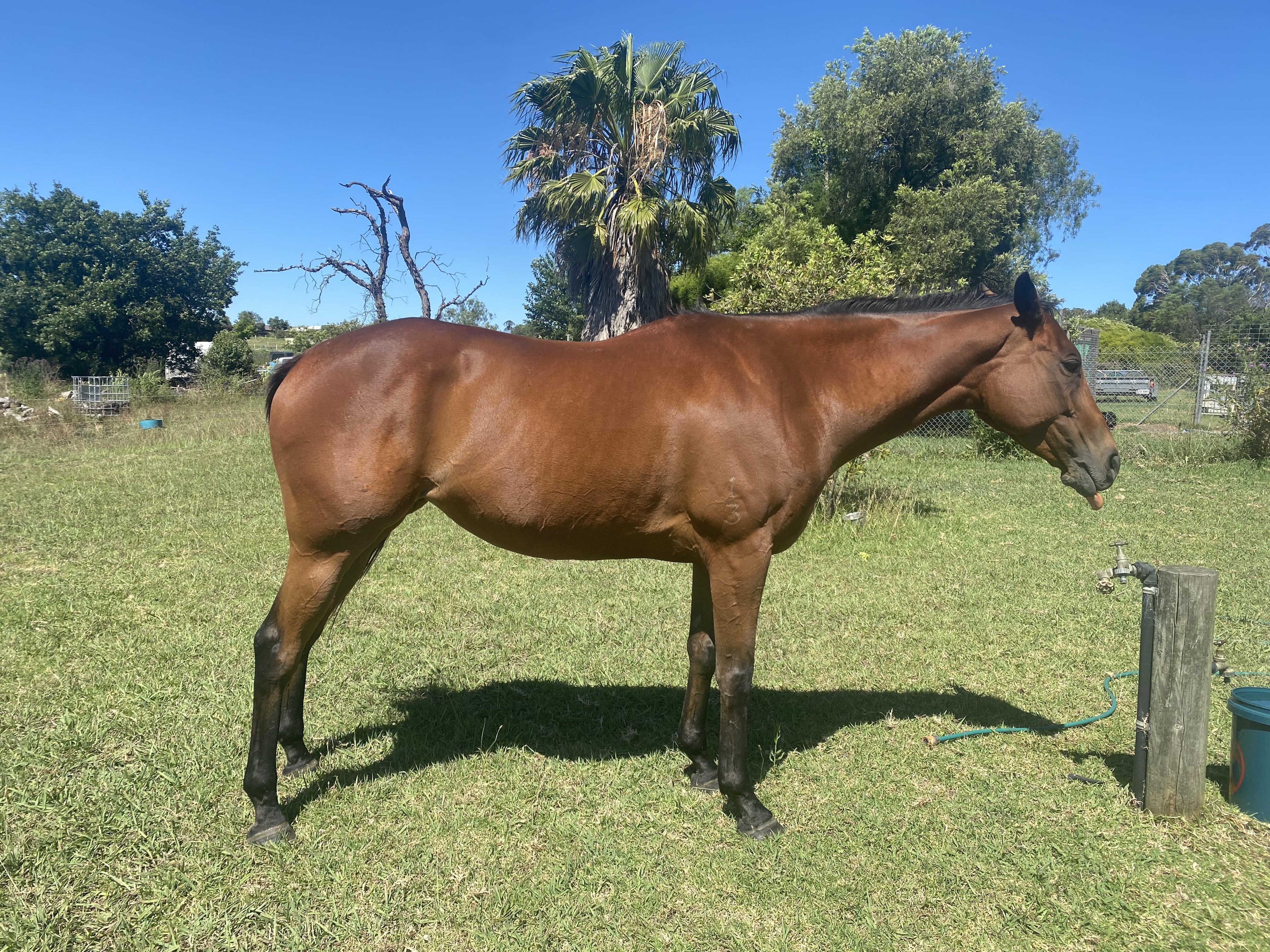 10 y/o Thoroughbred mare — photo 3 of 3