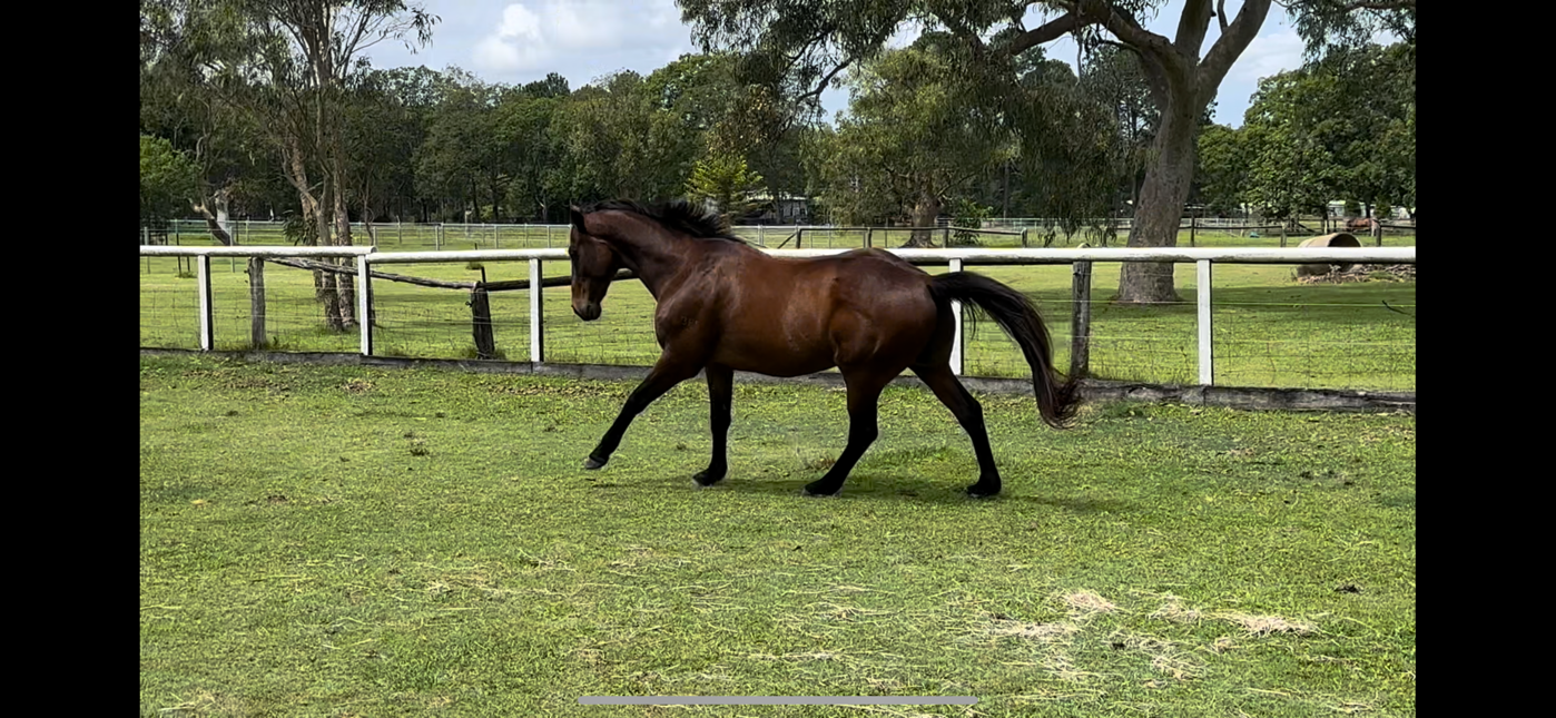 Roger 11yr old 16hh OTTB gelding — photo 2 of 6