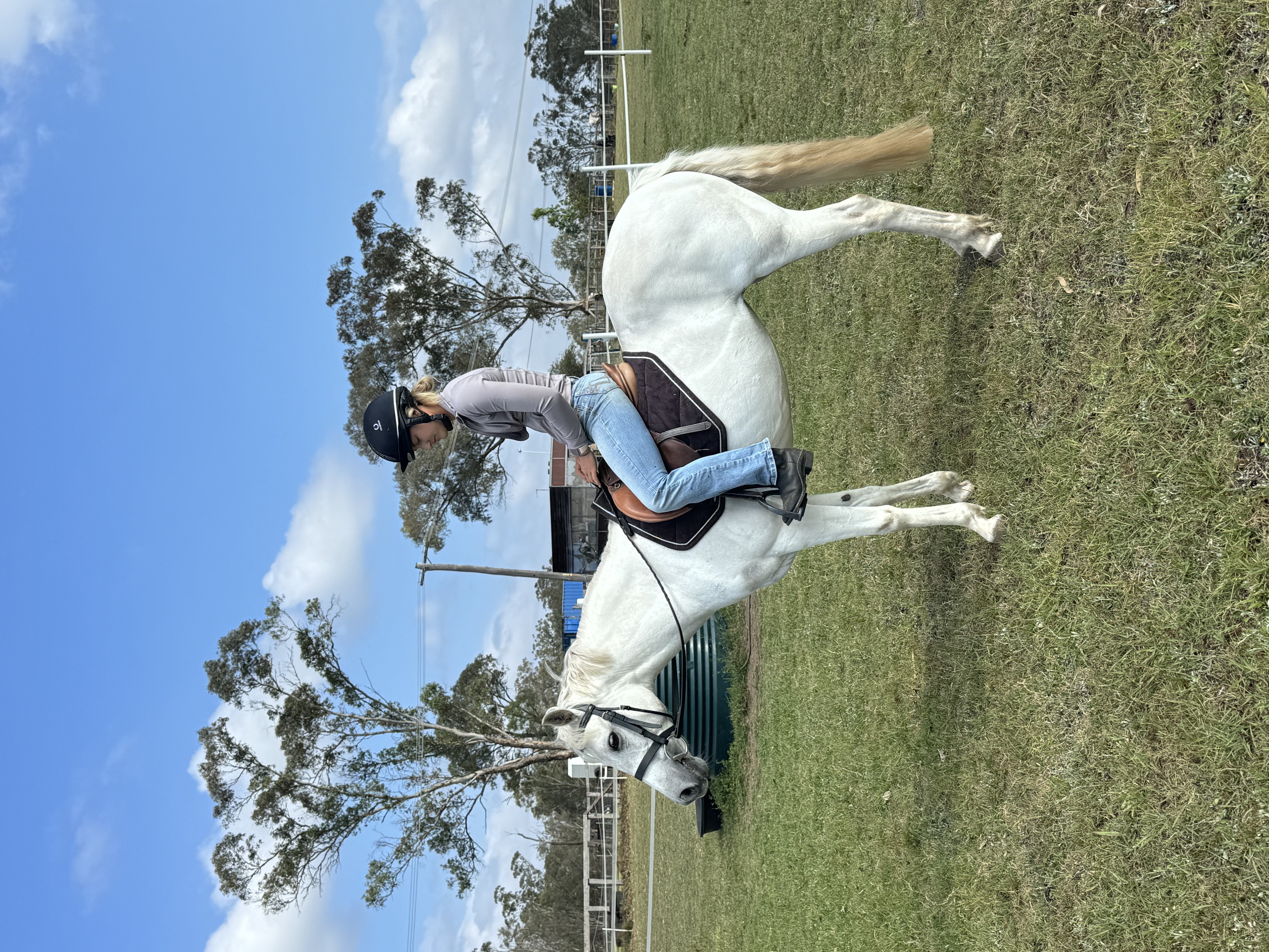 Bessie 13hh grey mare  — photo 2 of 3