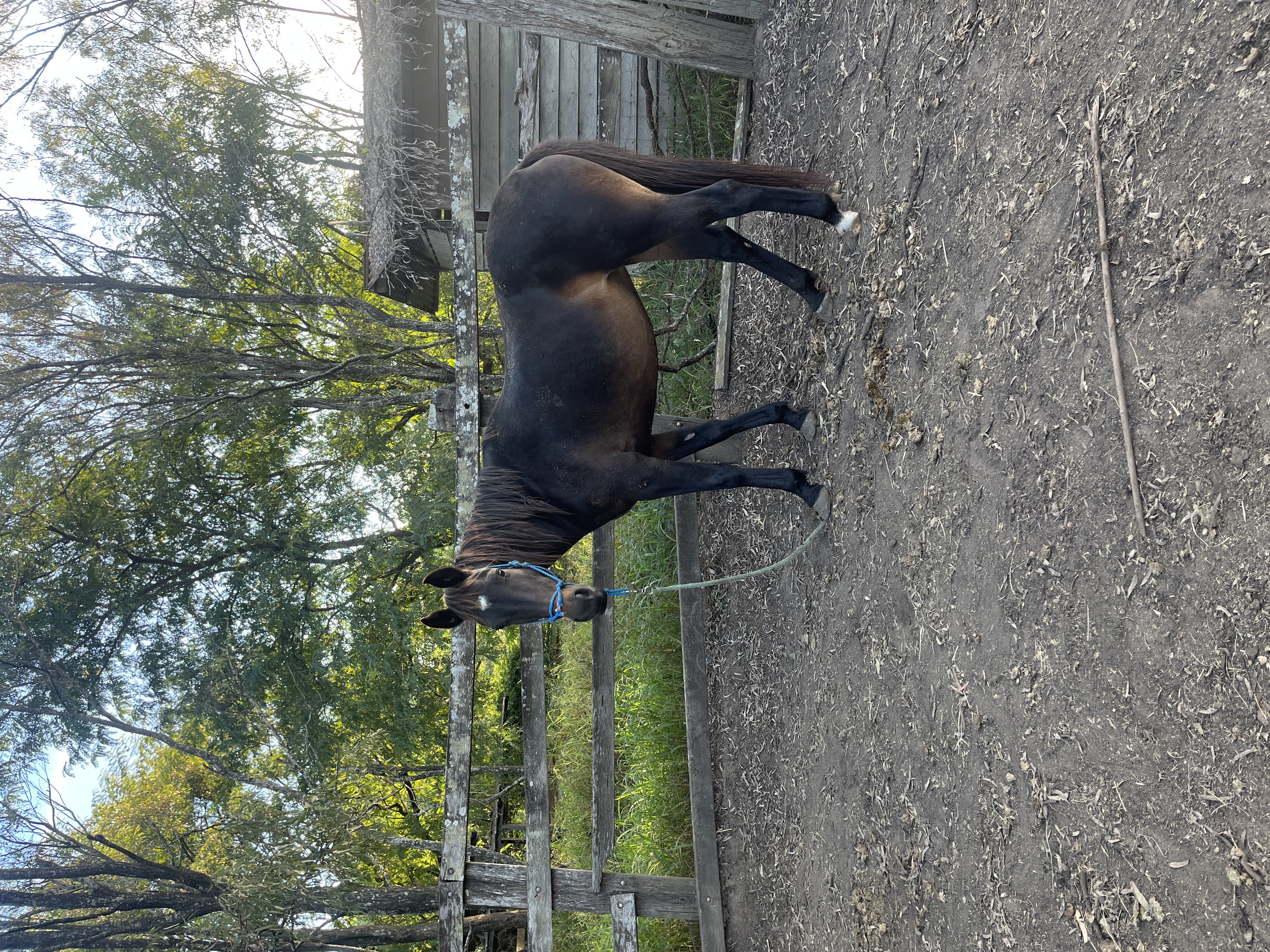 Willow Stock Horse mare  — photo 3 of 3