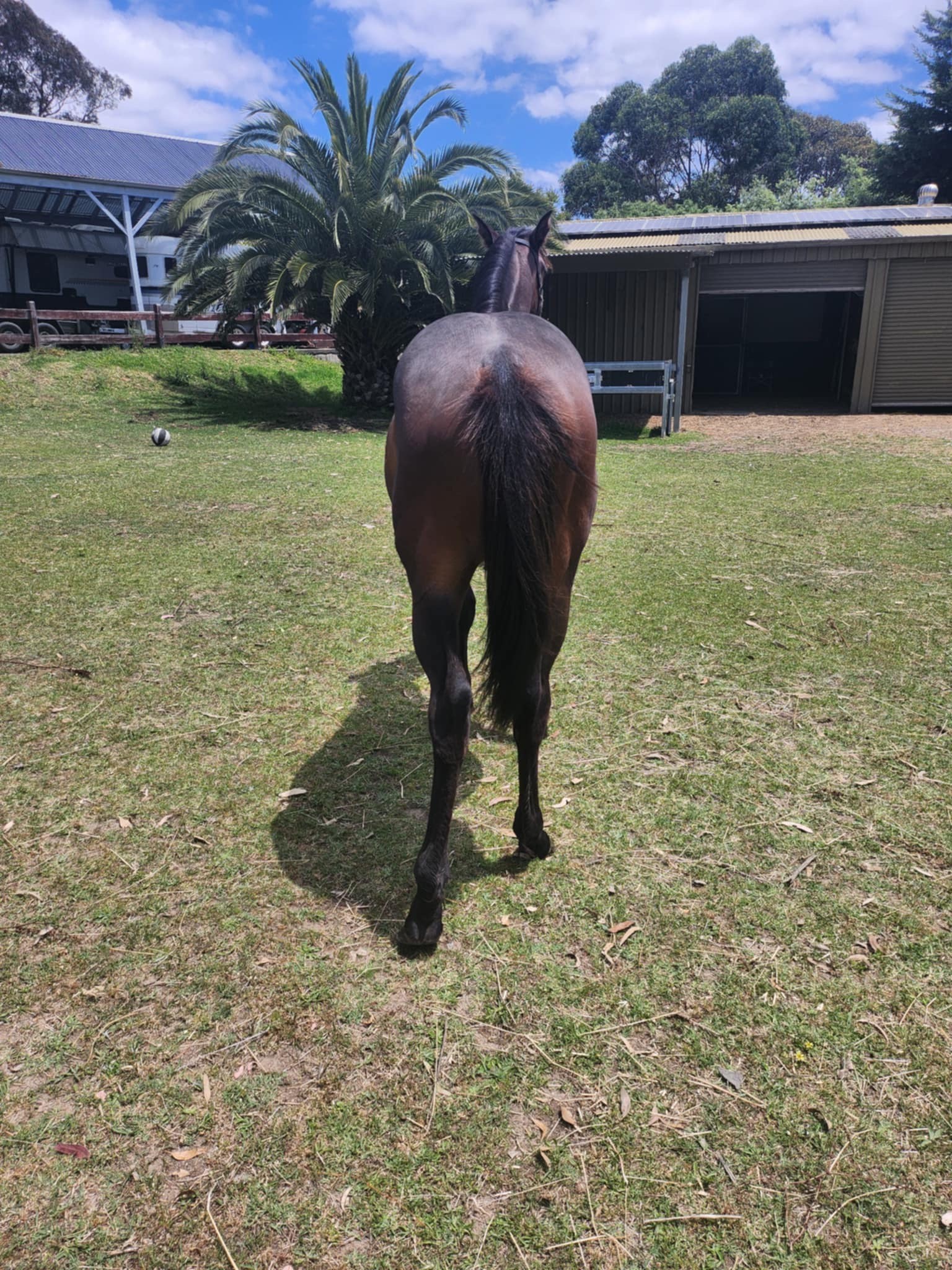 Quarab Filly — photo 2 of 3