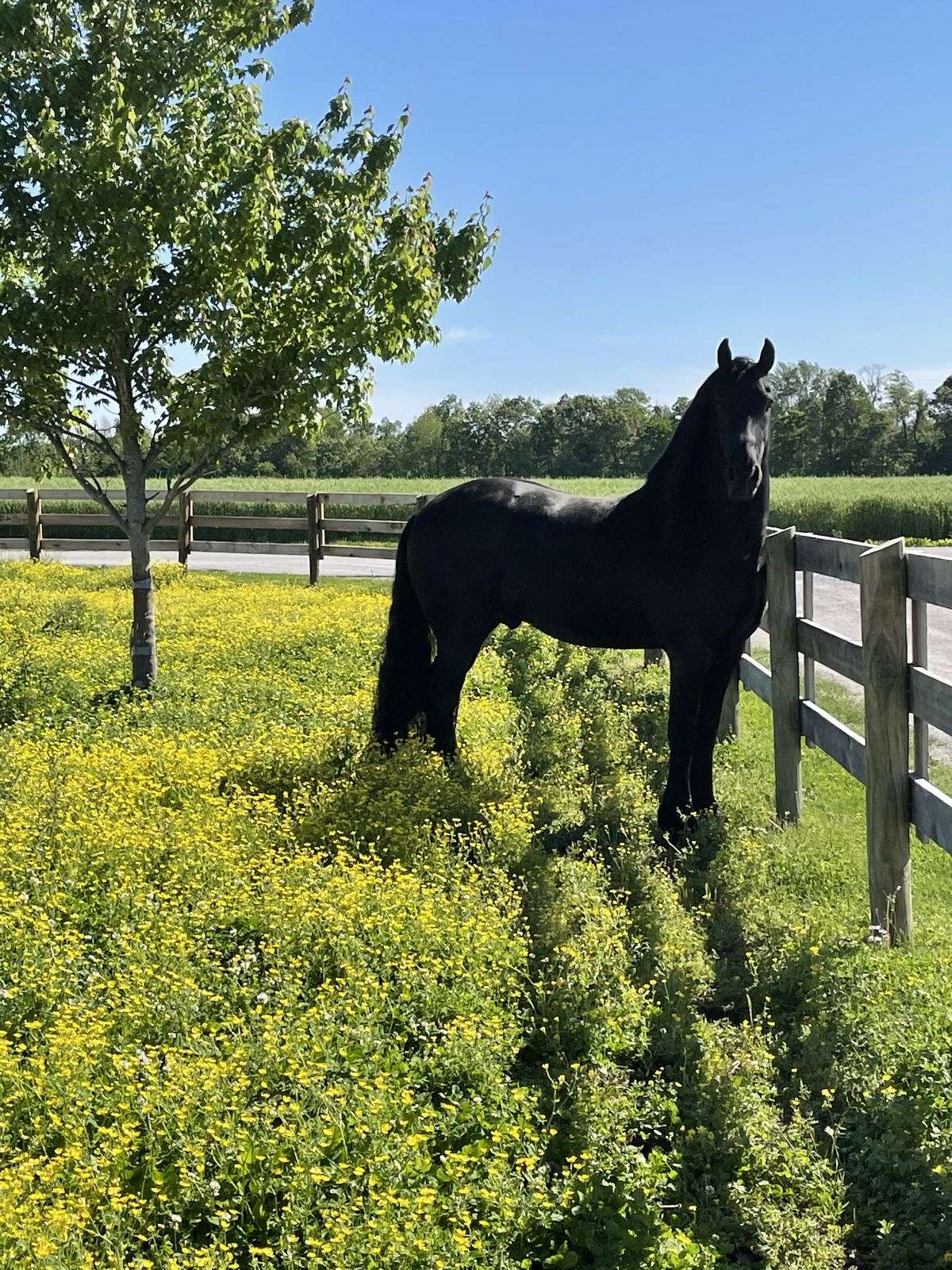 7yo Black Friesian gelding stand 16h tall — photo 3 of 3