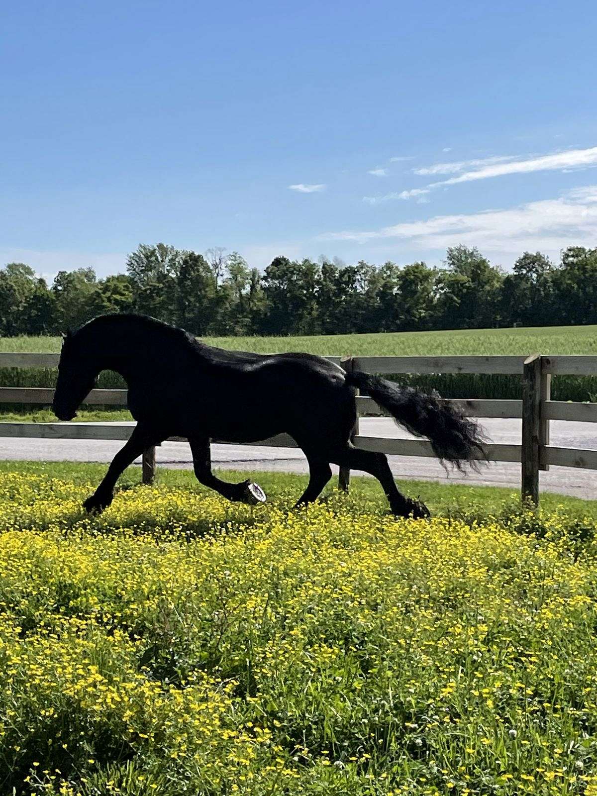 7yo Black Friesian gelding stand 16h tall — photo 2 of 3