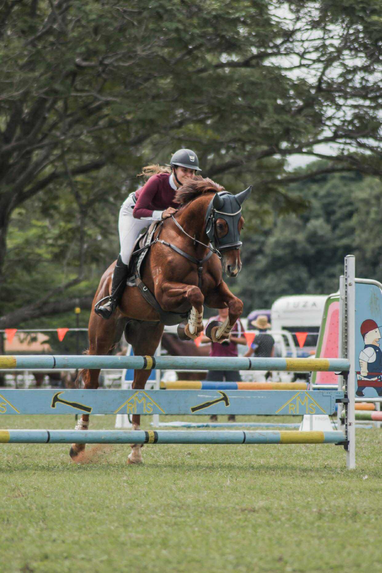 Flashy And Talented Gelding With Talent To Burn — Thoroughbred (photo 6)
