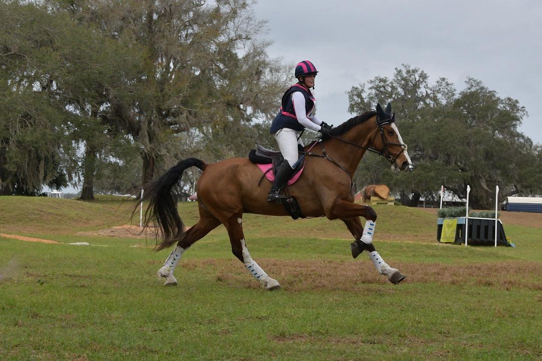 Versatile Athletic Selle Français Eventer with Proven Record — photo 2 of 2