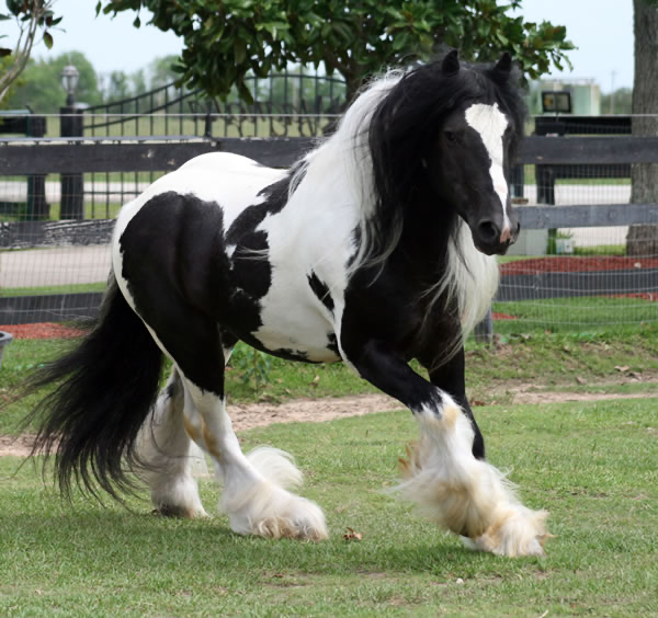 King Casanova | Gypsy Vanner Stallion for Sale | Piebald — photo 3 of 3