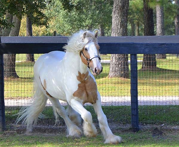 Gypsy Vanner Horses for Sale | Stallion | Palomino and White | Dragon Fire — photo 2 of 3