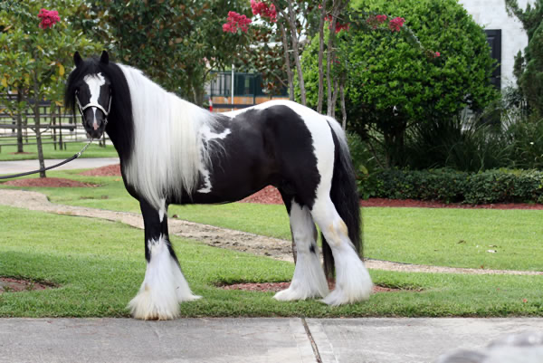 King Casanova | Gypsy Vanner Stallion for Sale | Piebald — photo 2 of 3