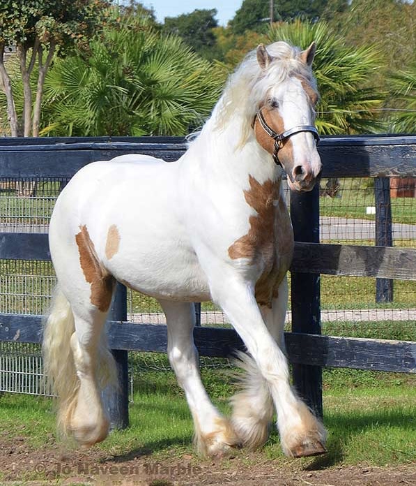 Gypsy Vanner Horses for Sale | Stallion | Palomino and White | Dragon Fire — photo 3 of 3