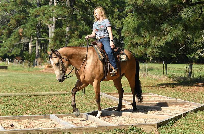 Dutton- Big, Beautiful and Buckskin! Trails or Arena Gentle for Any Rider. — photo 3 of 3