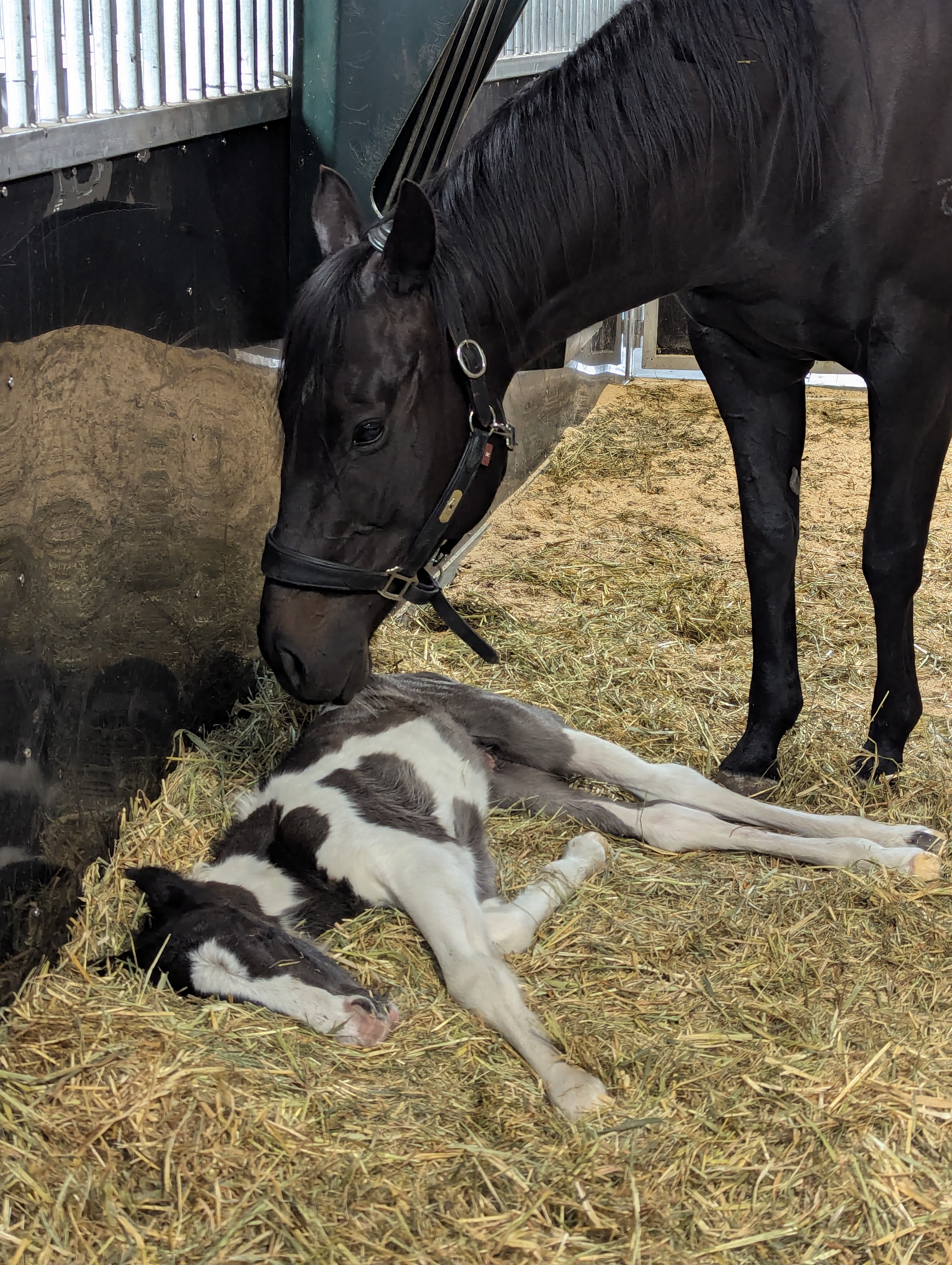 50% Gypsy Cob Gelding Weanling - By Design MidKnight — photo 3 of 6