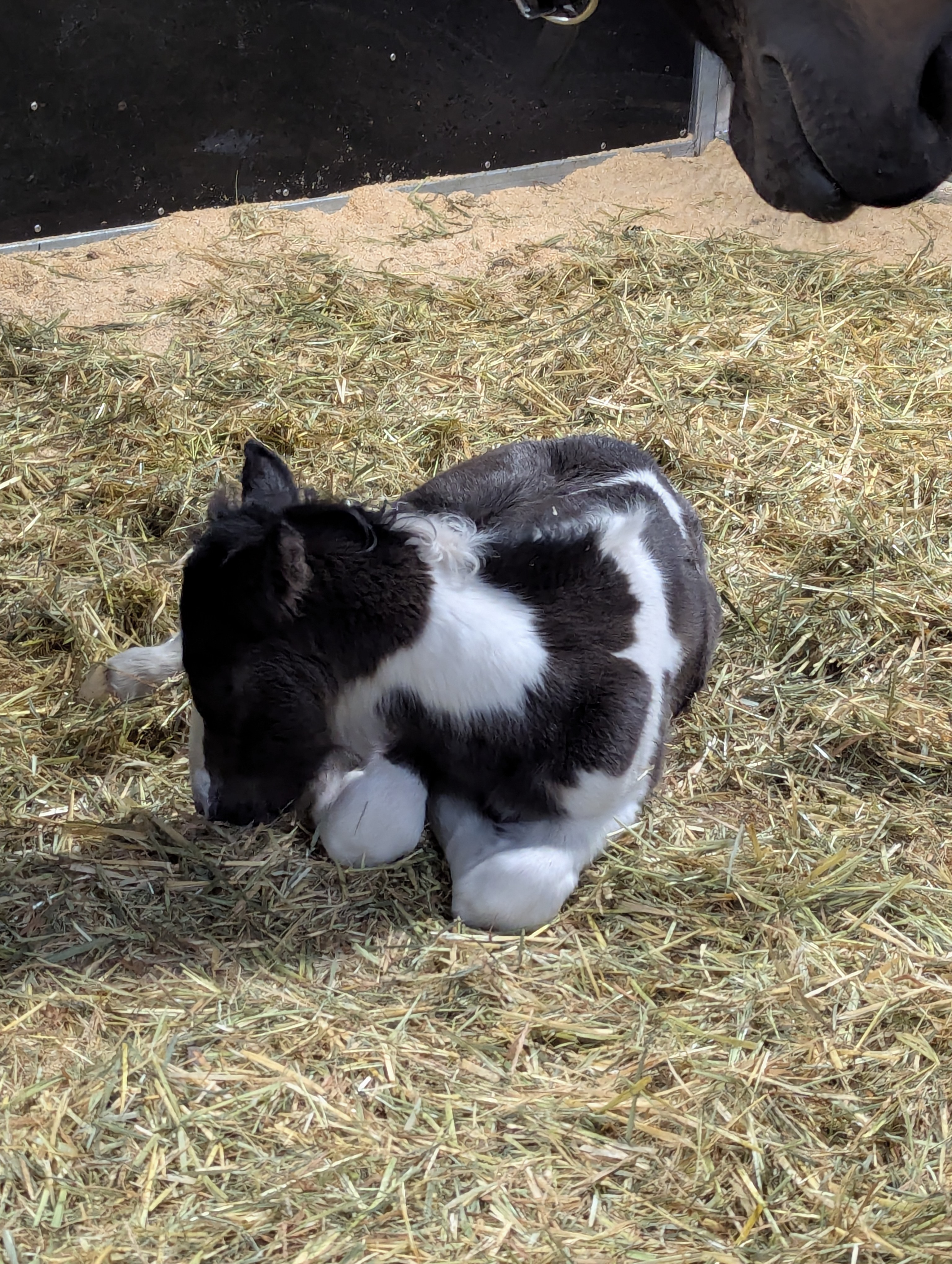 50 Gypsy Cob Gelding Weanling By Design Midknight — Gypsy (photo 4)