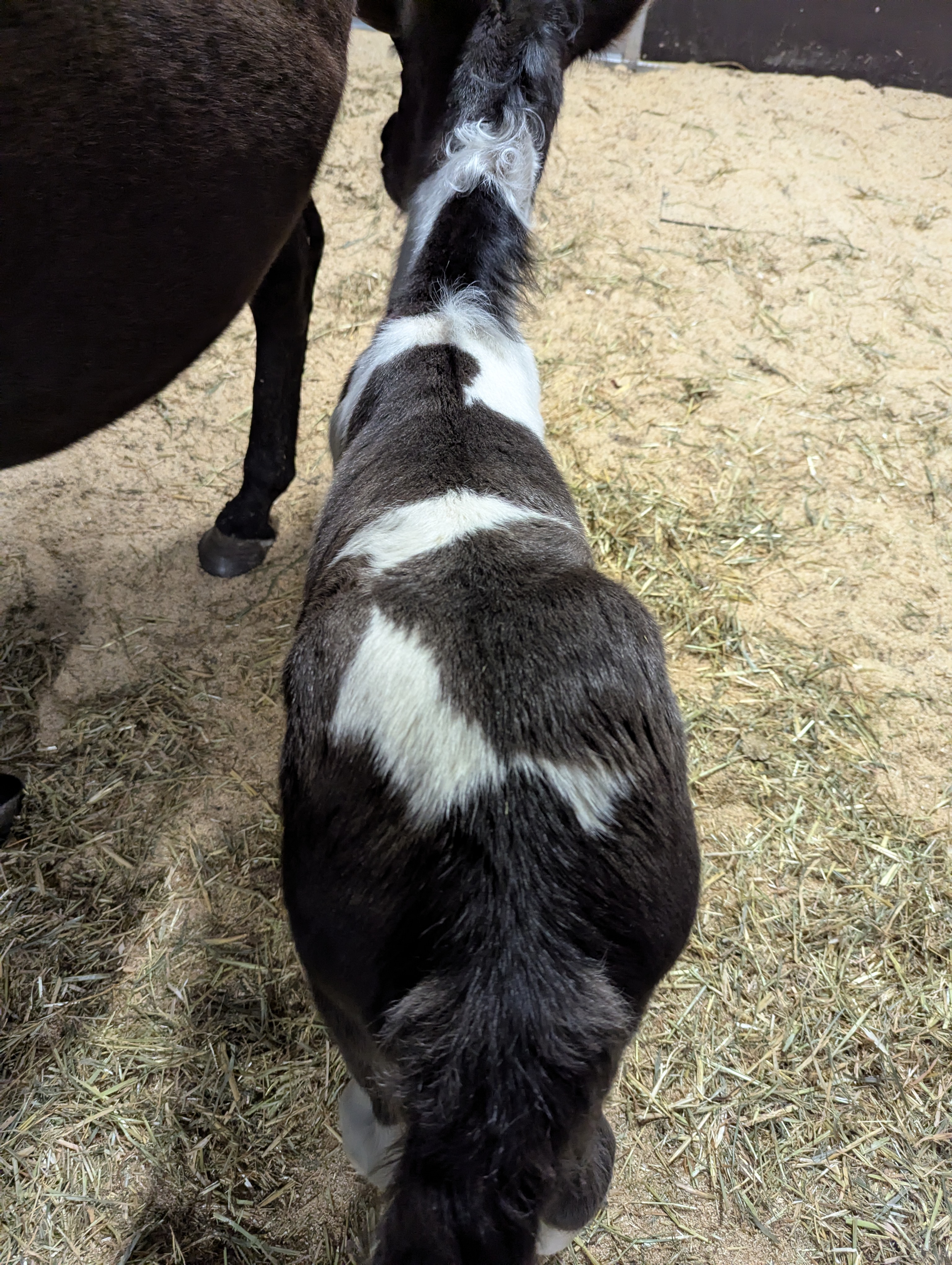 50 Gypsy Cob Gelding Weanling By Design Midknight — Gypsy (photo 5)