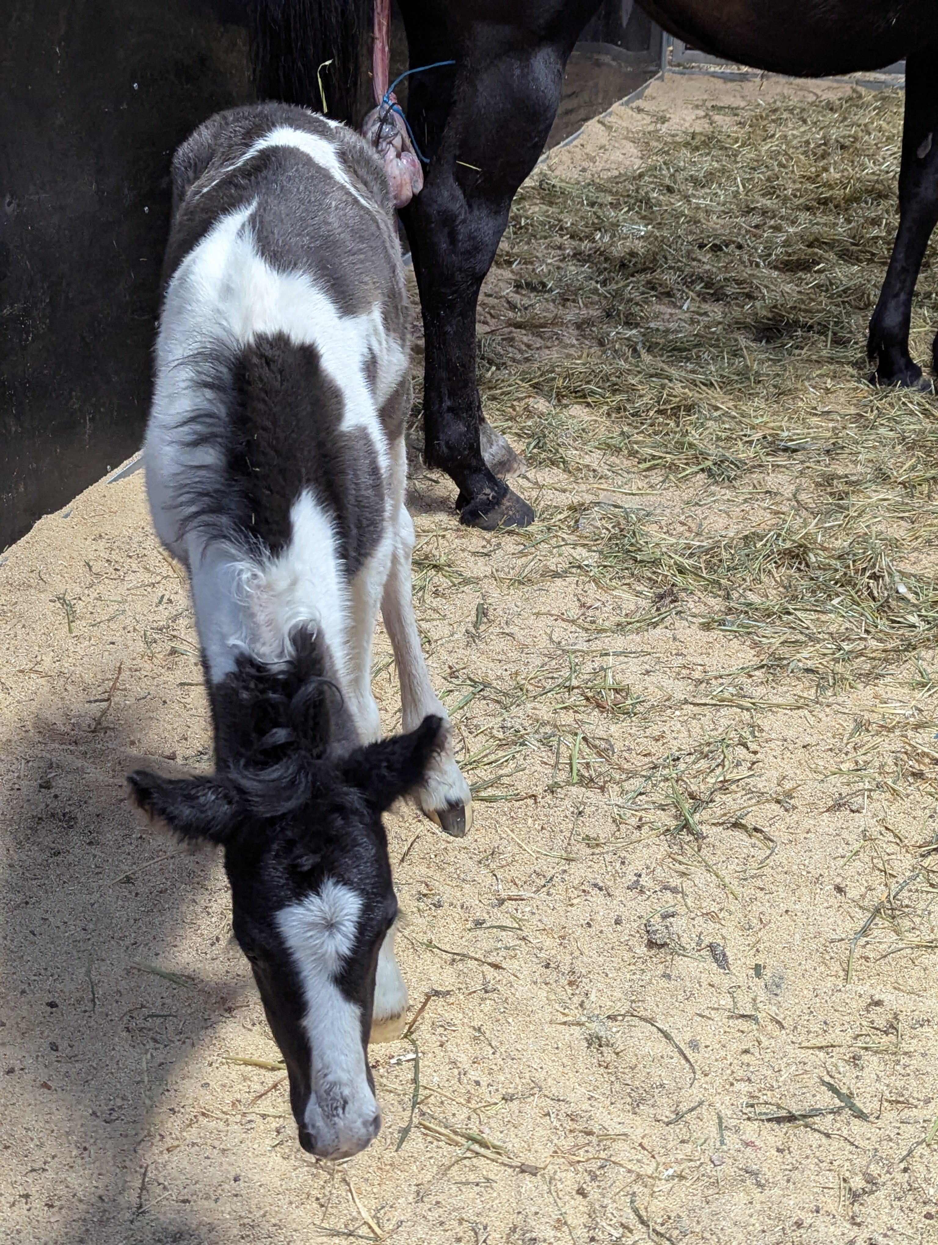 50 Gypsy Cob Gelding Weanling By Design Midknight — Gypsy (photo 6)