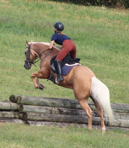 Gibbs 7 Years old 15.1hh Palomino AQHA Gelding — photo 2 of 5