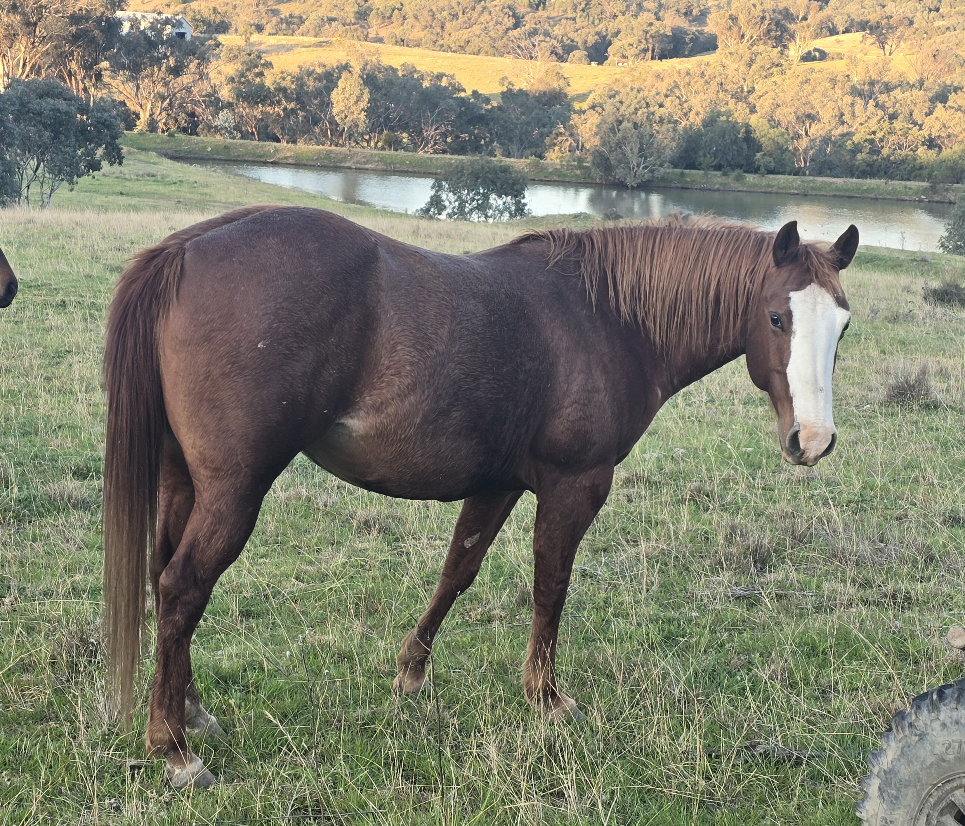 AQHA Broodmare TASSA LENA imp x BAR DOC HICKORY imp — photo 3 of 7