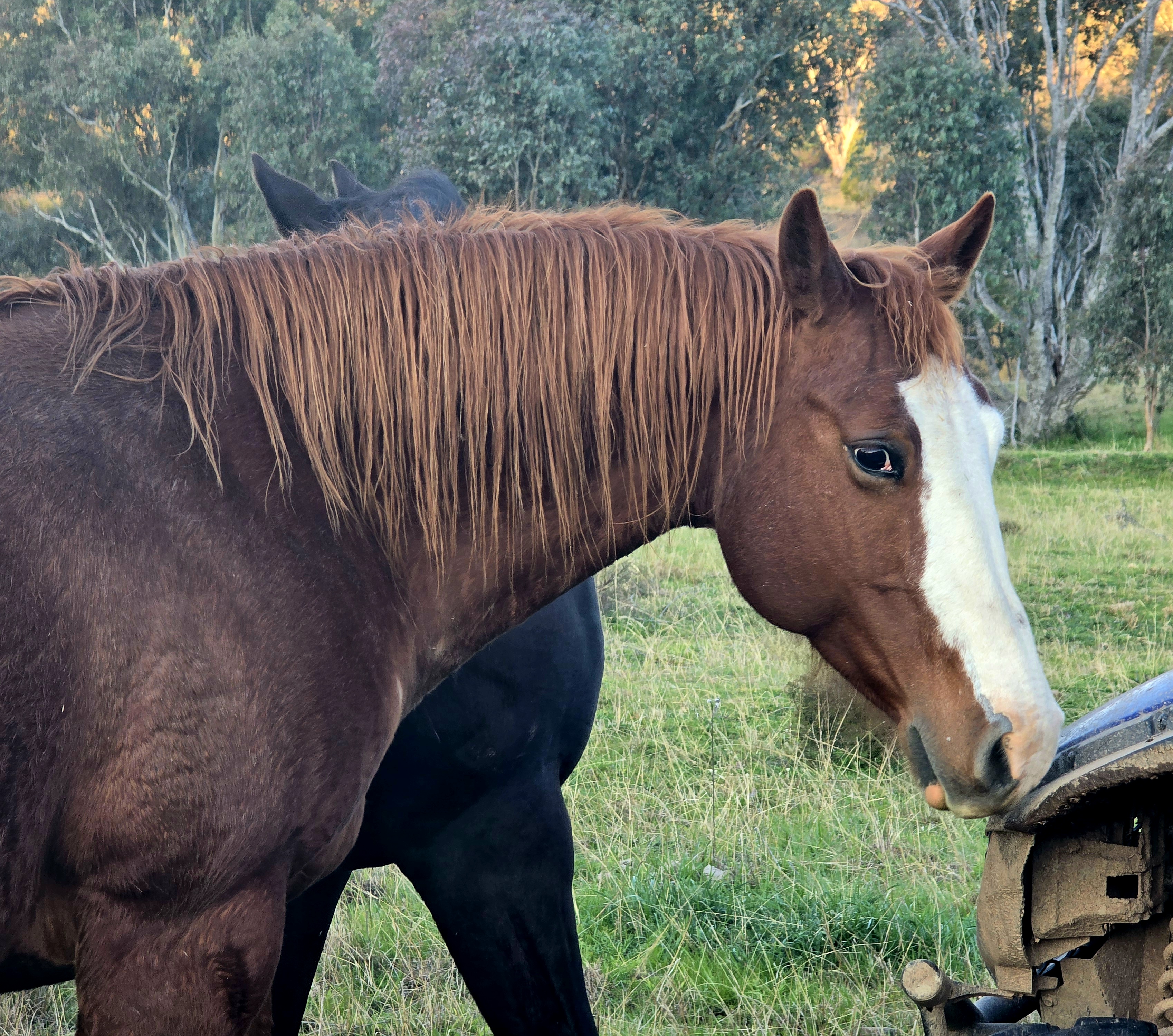 AQHA Broodmare TASSA LENA imp x BAR DOC HICKORY imp — photo 2 of 7