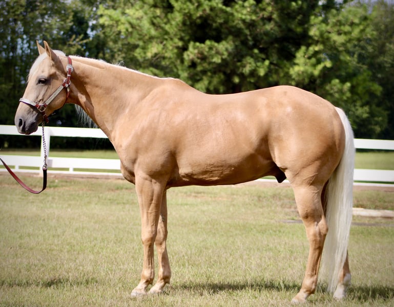 Gibbs 7 Years old 15.1hh Palomino AQHA Gelding — photo 3 of 5