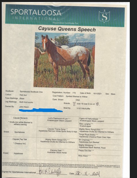 Appoloosa — Appaloosa (photo 4)