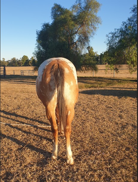Appoloosa — Appaloosa (photo 5)