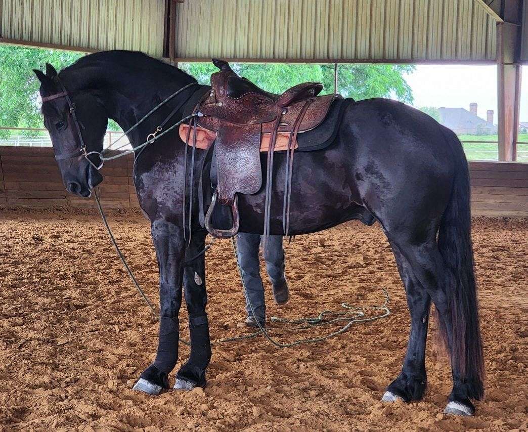 ZORO" Black Gelding Friesian — photo 2 of 3