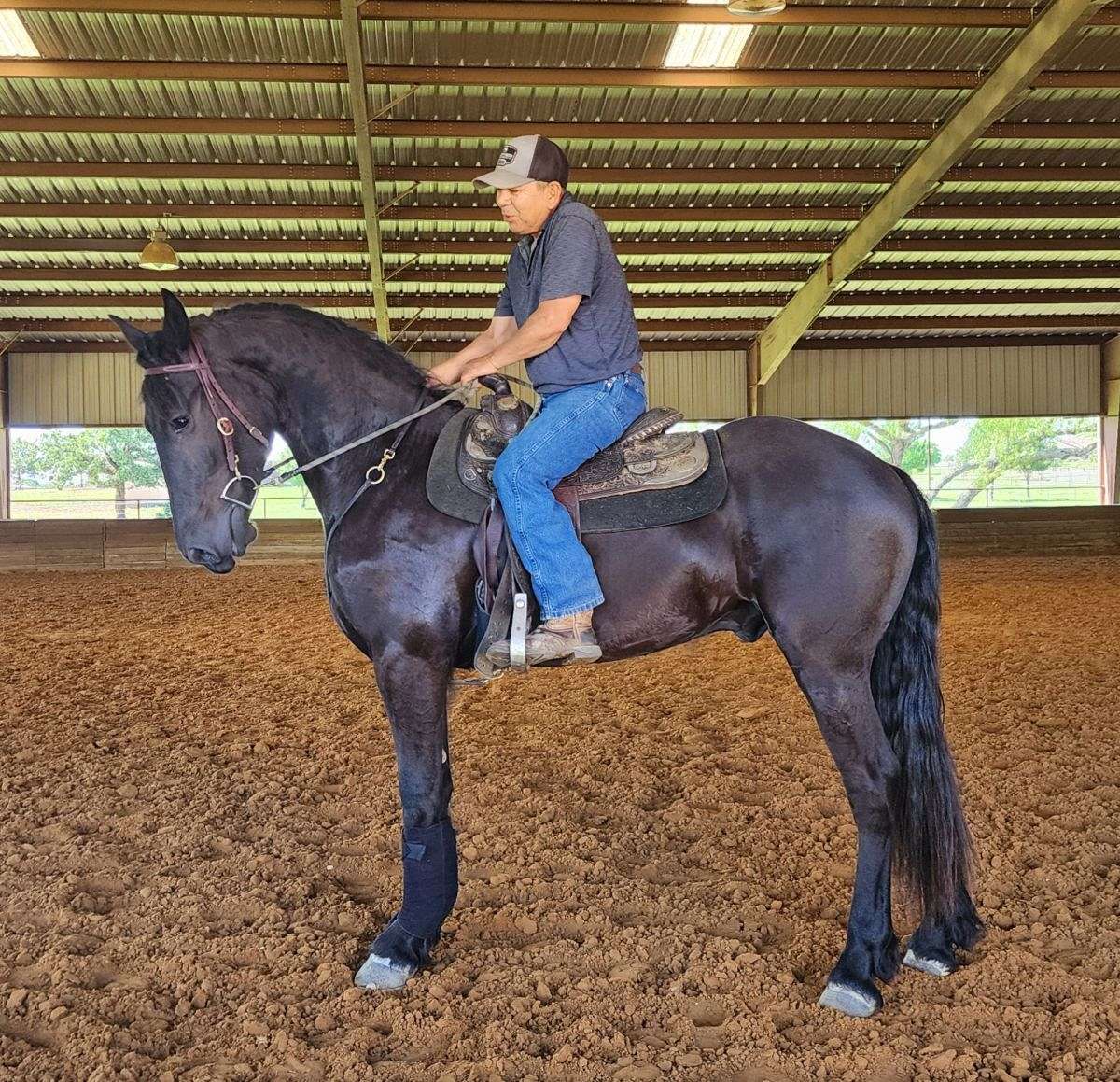 ZORO" Black Gelding Friesian — photo 3 of 3