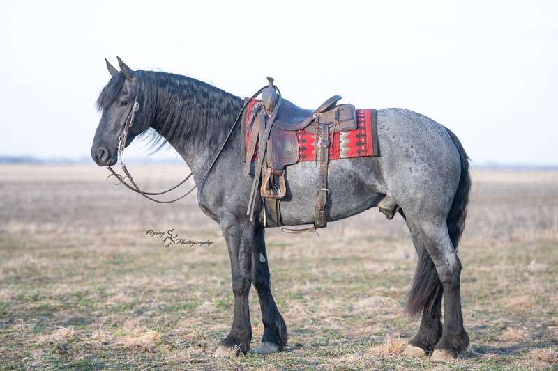 Family Safe, Talented Jumper, Ranch, Trails, 100% Broke! — photo 2 of 2