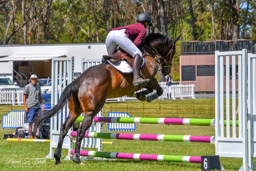 Thoroughbred mare — photo 2 of 3