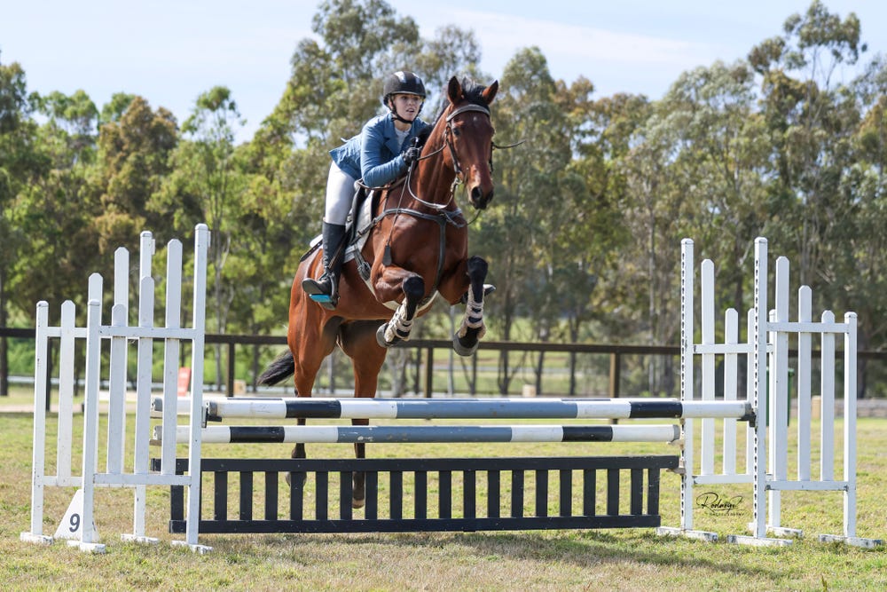 TB showjumping prospect — photo 2 of 3