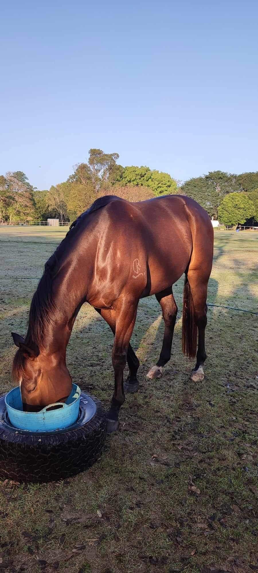 7yo TB Gelding — photo 3 of 3