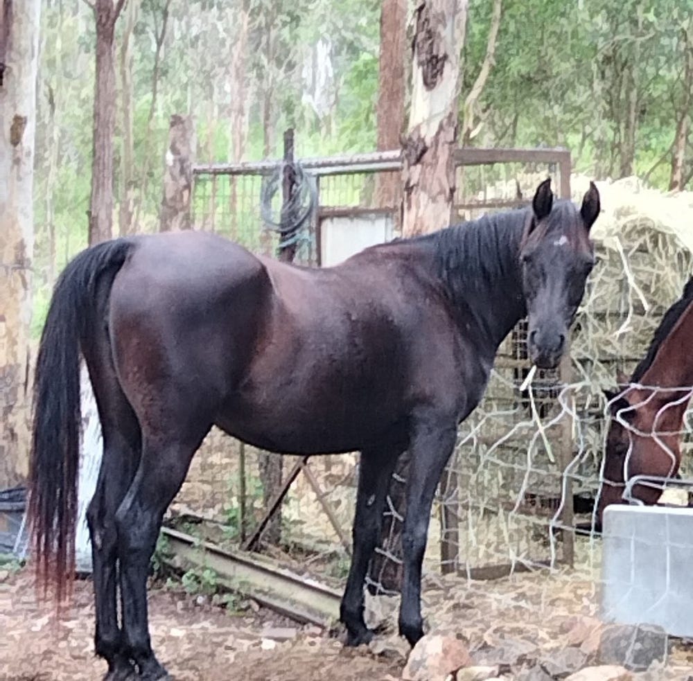 Purebred Reg Arabian Mare — photo 2 of 3