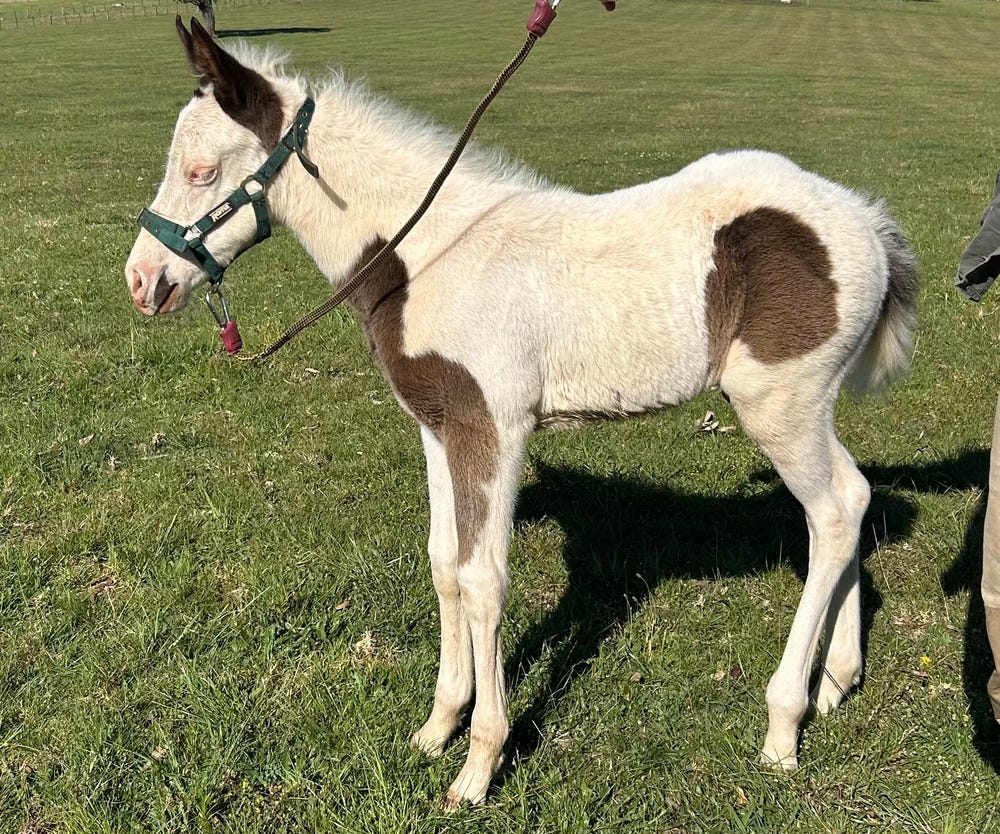 Orion the Paint Colt — photo 3 of 5