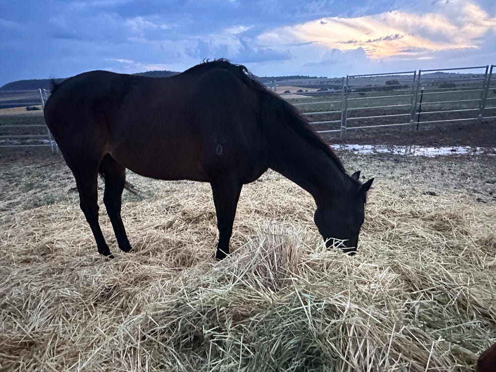Beautiful cuddly gelding — photo 2 of 3