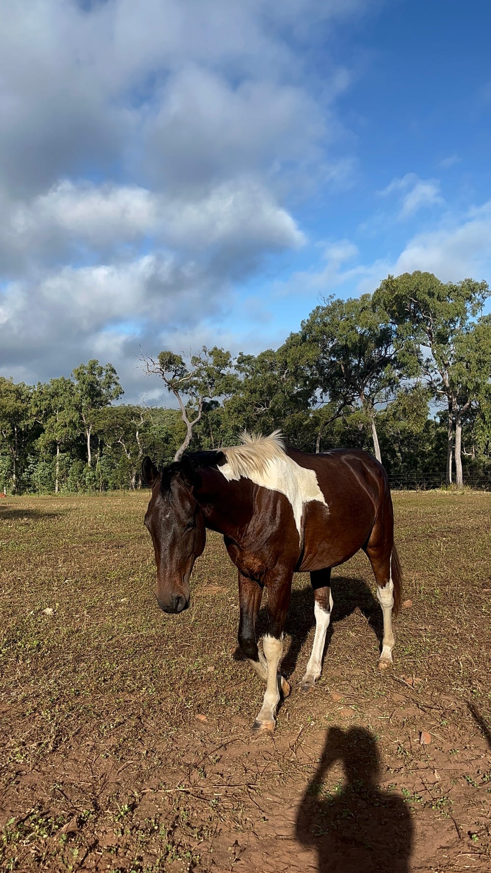 Rising 3 YR old Paint Colt — photo 3 of 3