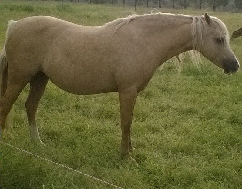 Amaranda Parasols Filly — photo 3 of 3