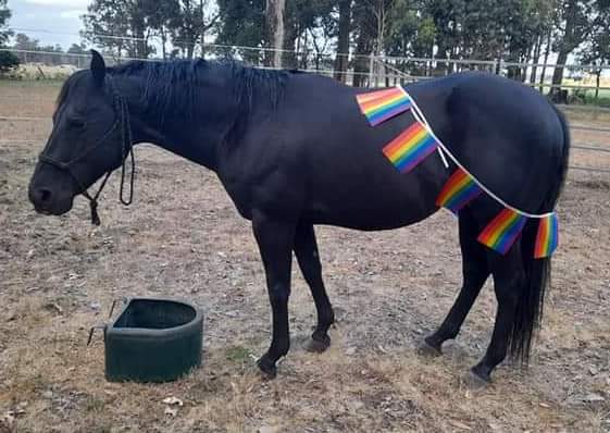 Black QH Stallion — photo 2 of 3