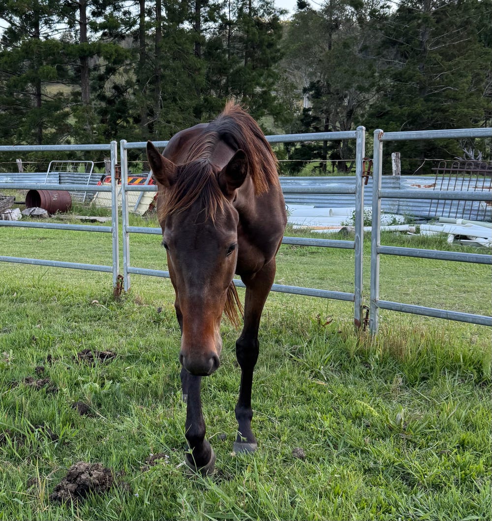 Lightly Handled TB — photo 3 of 3
