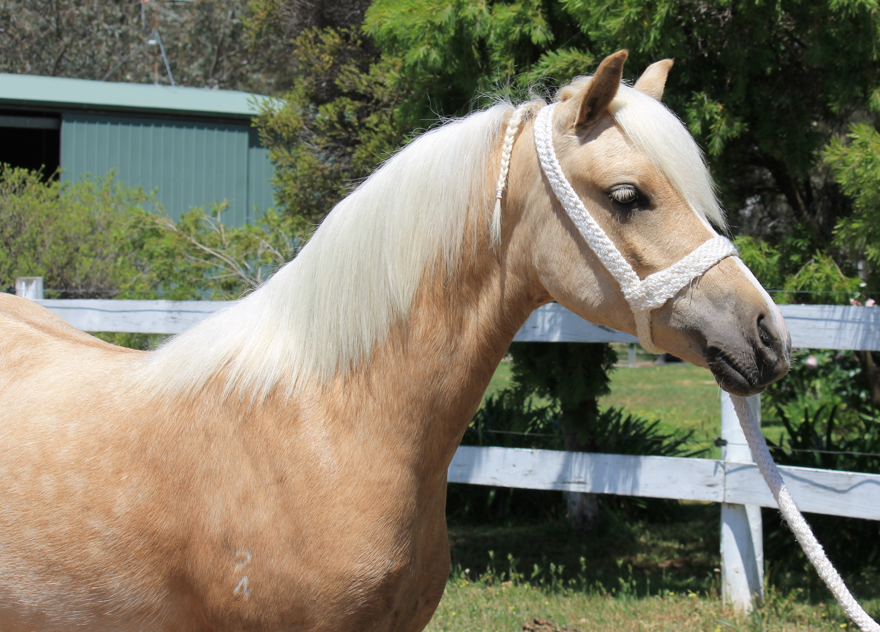 Multi-Reg Palomino Welsh Filly — photo 3 of 3