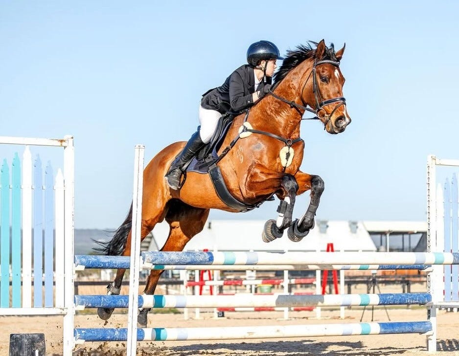 Talented Thoroughbred Gelding – Showjumper/Eventer — photo 2 of 5