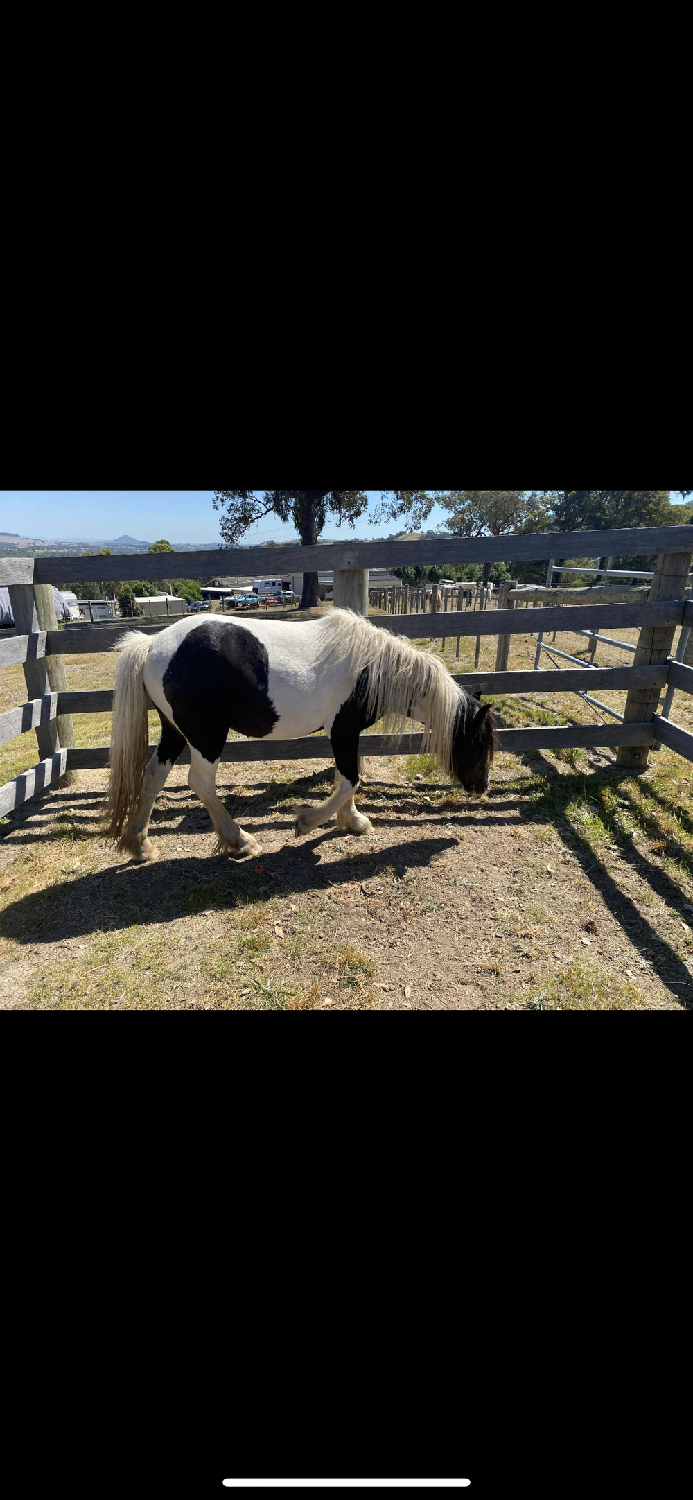 Part bred gyspy cob — photo 2 of 2