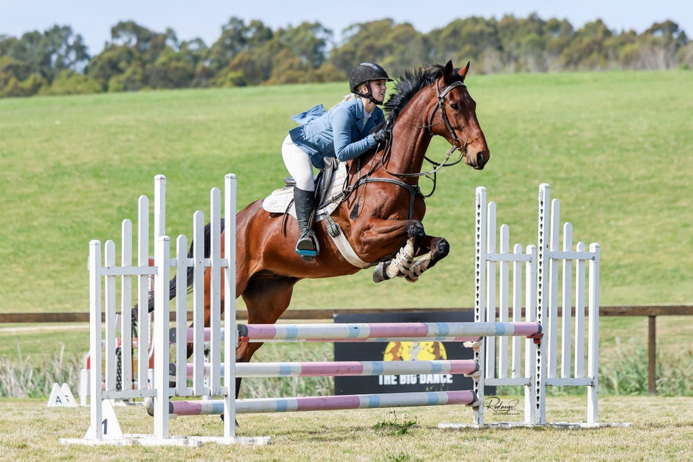 TB showjumping prospect — photo 3 of 3