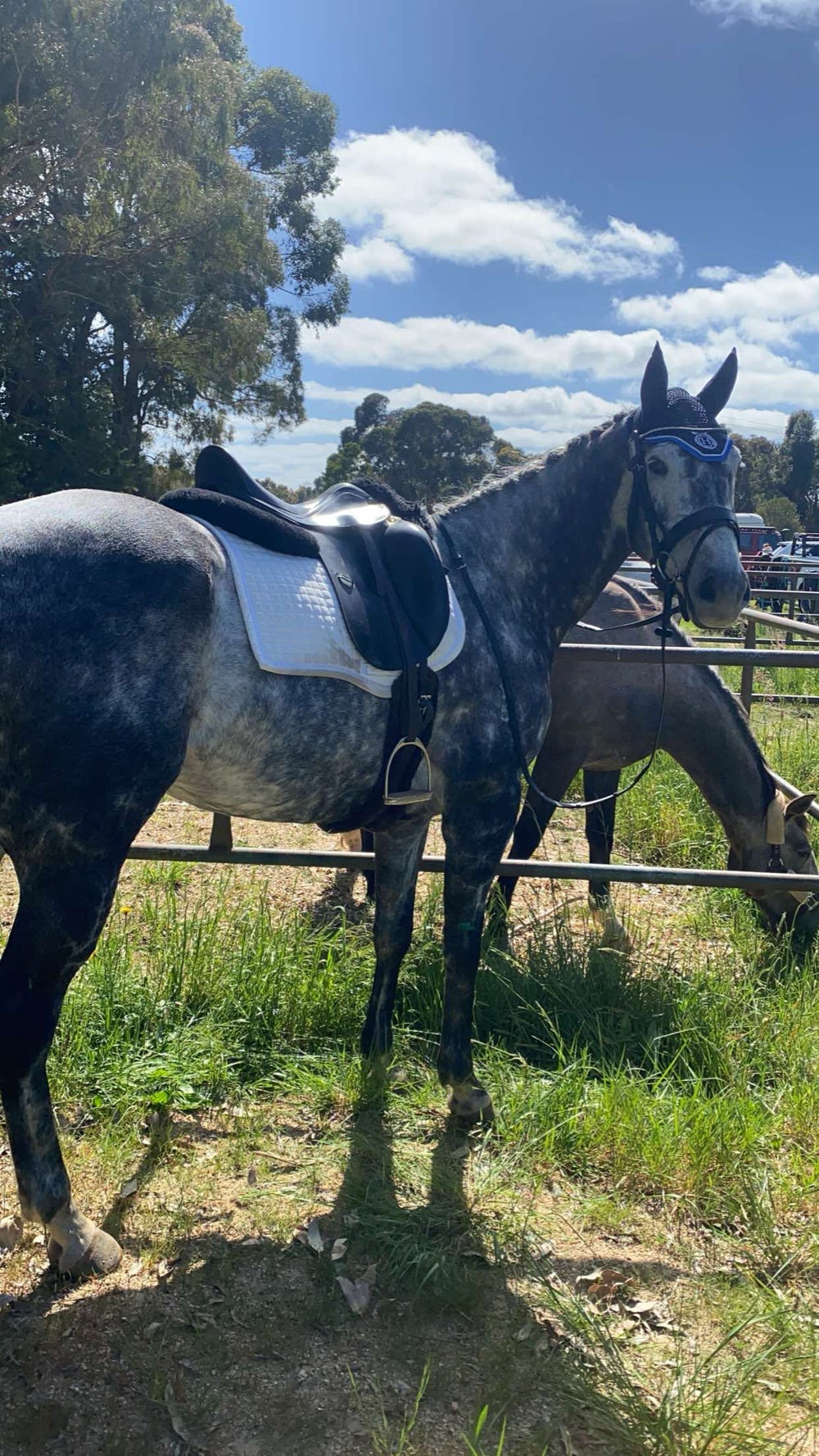 Stunning TB Gelding — photo 3 of 3