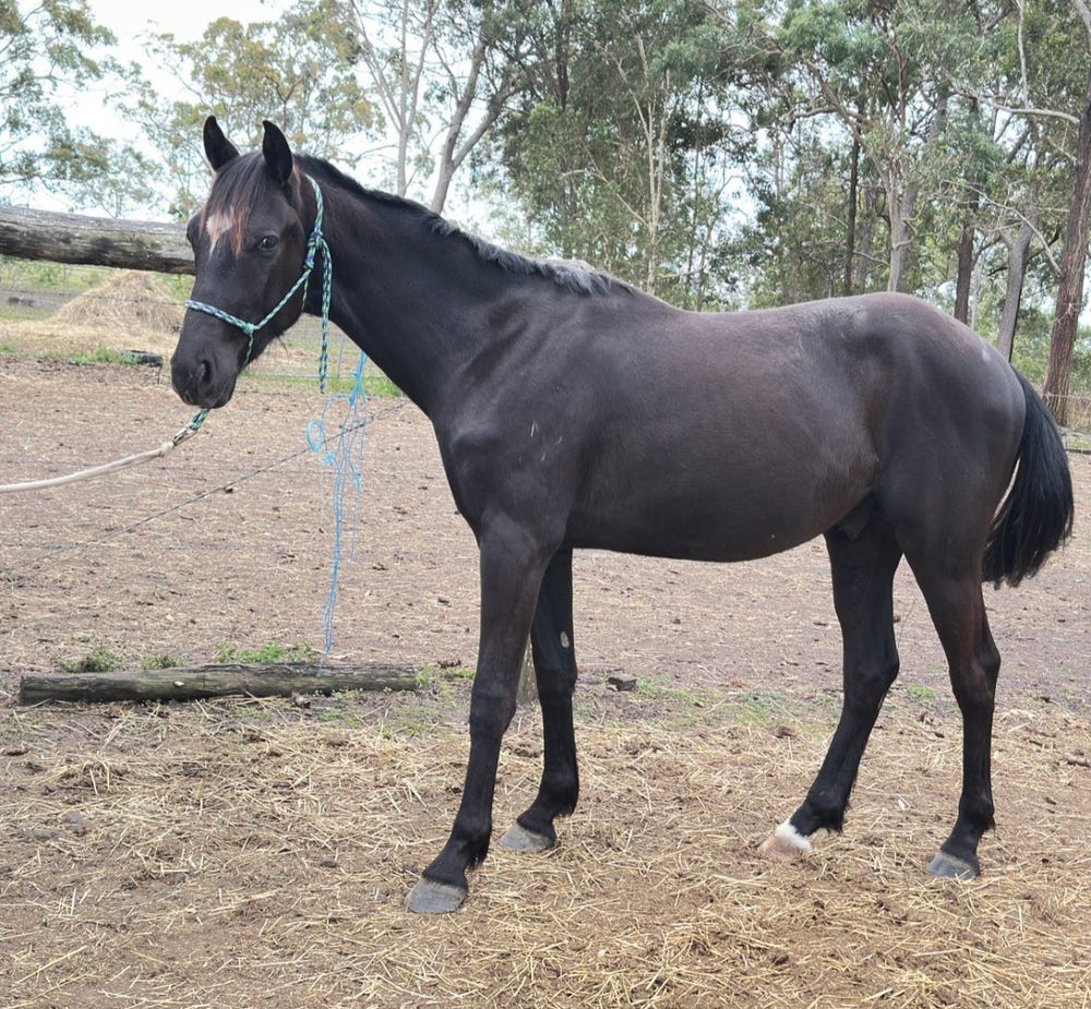 Stock Horse Colt — photo 2 of 3